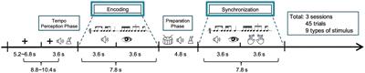 Inner sense of rhythm: percussionist brain activity during rhythmic encoding and synchronization